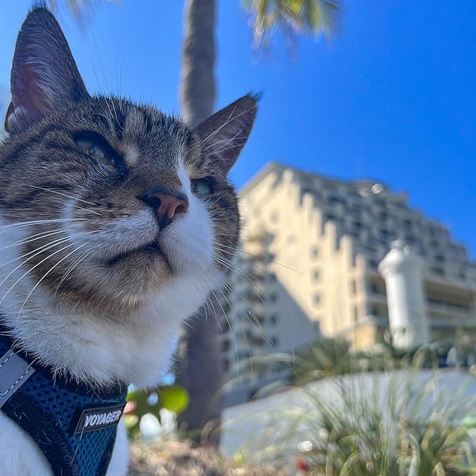 Voyager Step-in Air All Weather Mesh Harness and Reflective Dog 5 ft Leash Combo with Neoprene Handle, for Small, Medium and Large Breed Puppies by Best Pet Supplies - Royal Blue/Black Trim, X-Small