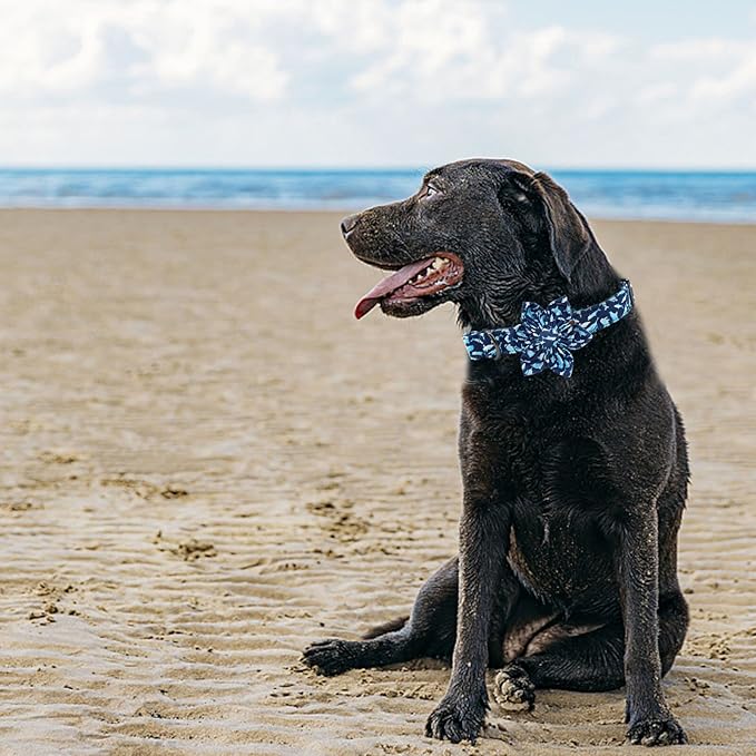 Elegant Little Tail Flower Shark Print Collar - Durable, Cute, Adjustable for Small Puppy & Dog