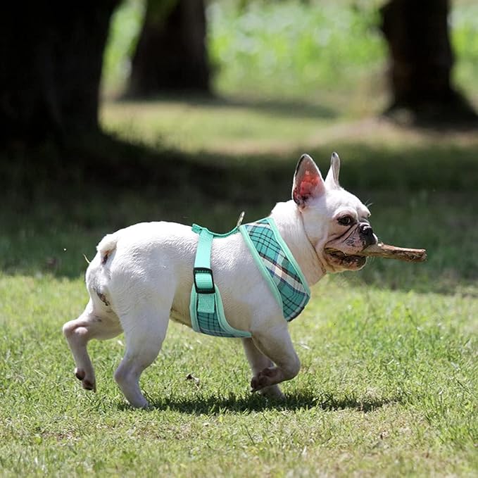 PUPTECK Soft Mesh Dog Harness and Leash Set Pet Puppy Cat Comfort Padded Vest No Pull Harnesses, Green, L