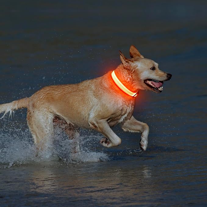 USB Rechargeable LED Dog Collar - Light Up Dog Collar for Small Dogs, Reflective Adjustable Safety Dog Collar Lights for Night Walking (OrangeⅢ, Small)