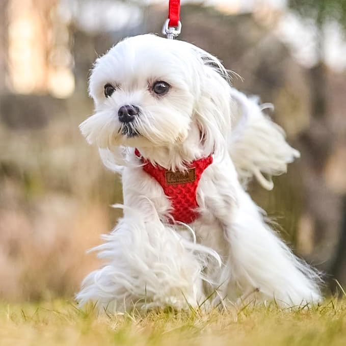 PUPTECK Dog Harness and Leash Set Small Sized, Step-in Cute Puppy Harness, Soft Lightweight Padded Vest, Escape Proof No Pull Pet Harnesses Easy for Walking, Red, XS