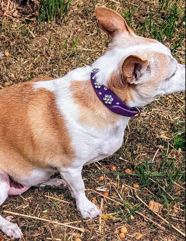 Cute Flower Rhinestone Dog Collar, Bling Collar PU Leather Adjustable Sizes S, M, L (Green)