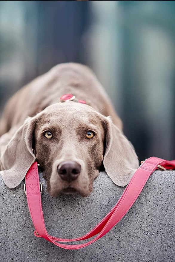 Soft Leather Dog Collar and Leash (6.6') Set - Stylish Rose Gold Heavy Duty Metal Buckle, 4 Adjustable Lengths Leash for Small Medium Large Dogs - Comfortable & Easy to Clean Dark Pink L(15.4"-24.8")