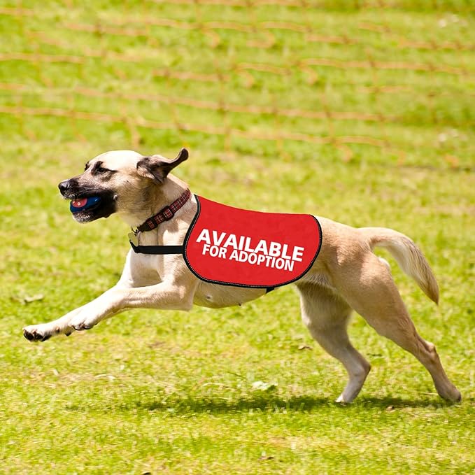 JXGZSO Adopted Dog Available for Adoption Dog Jacket Vest Adopt Dog Jacket Vest New Puppy Dog (Adoption M)