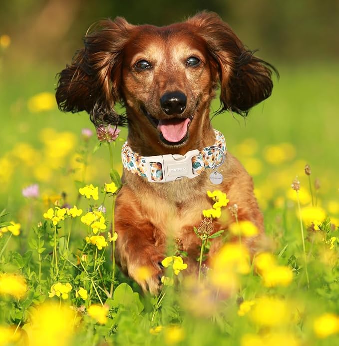 DOGWONG Female Cotton Dog Collar - Sunflower Design, Durable Soft Natural Fabric Spring Collar for Small, Medium & Large Dogs
