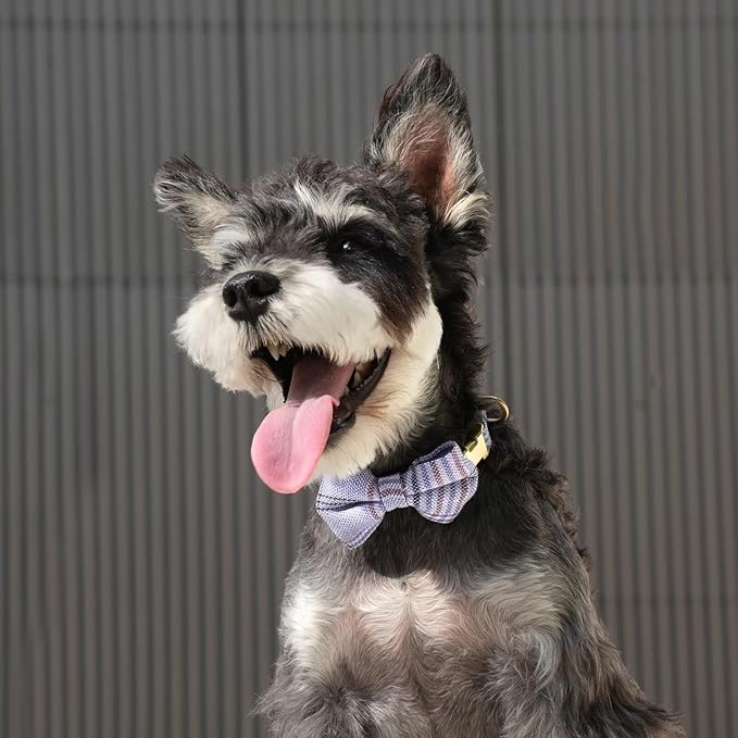 Beirui Cute Small Dog Harness Collar and Leash Set with Bowtie, Soft Adjustable Plaid Puppy Harness for Small Sized Dogs Cats Walks Parties and Photoshoots(Blue,XS:Chest 13-18")