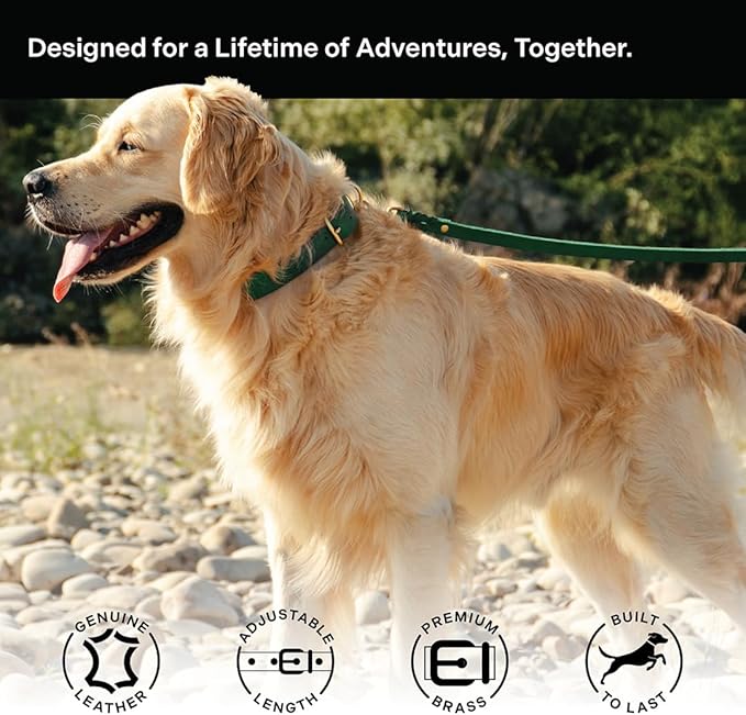 Scout Supply Classic Leather Dog Collar | Heavy Duty Thick Full Grain Leather | Waterproof & Rust-Proof Brass Hardware (Green, X Large)