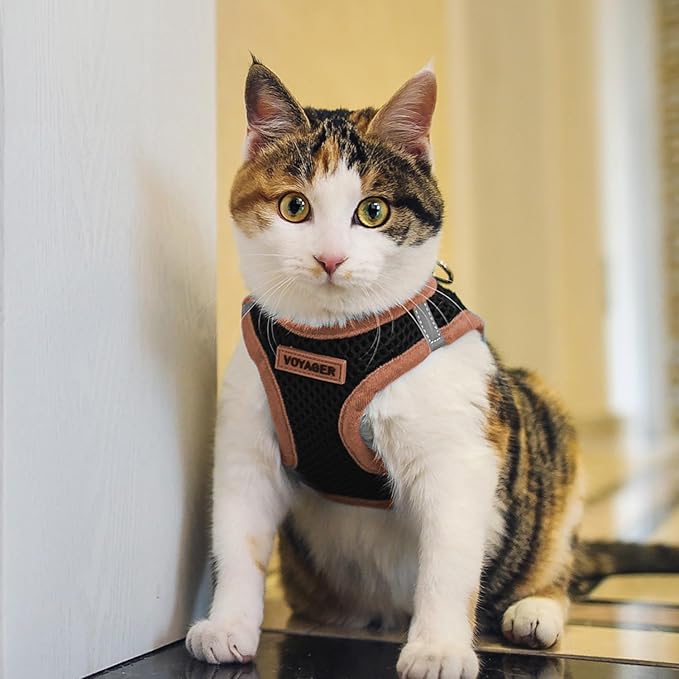 Voyager Step-in Air All Weather Mesh Harness and Reflective Dog 5 ft Leash Combo with Neoprene Handle, for Small, Medium and Large Breed Puppies by Best Pet Supplies - Black/Orange Trim, Large