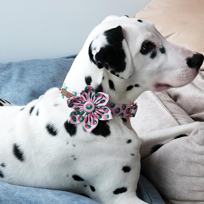 Lionet Paws Female Dog Collar with Flower, Soft Comfortable Adjustable Donut Collar for X-Large Dogs, Neck 16-26 inches