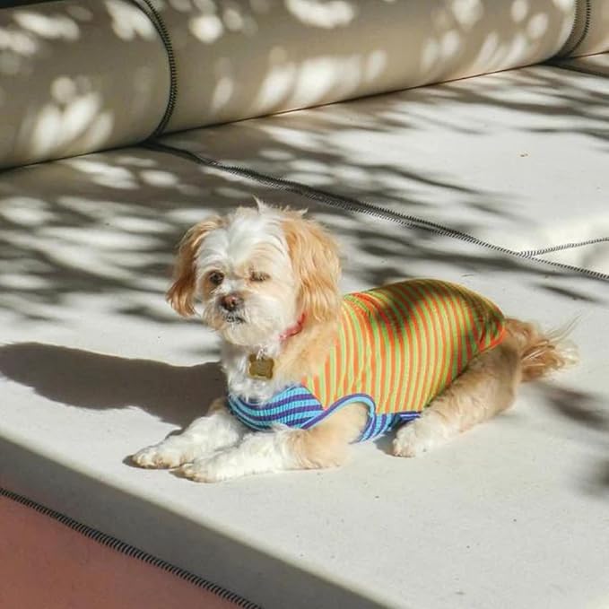 Little Beast Dog Clothes - Pet Clothes for Large, Medium, and Small Dogs (Dog Shirts Come in Multiple Colors and Styles) - Size: XX-Large Dogs, Green/Orange