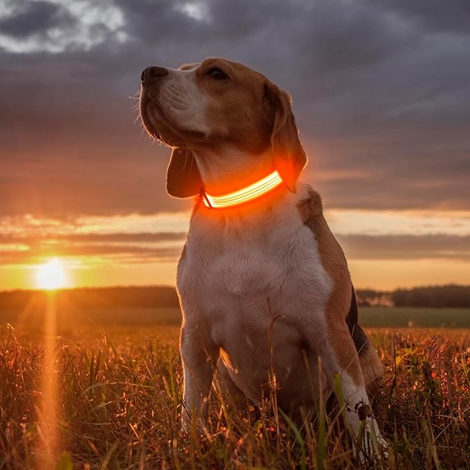 USB Rechargeable LED Dog Collar - Light Up Dog Collar for Small Dogs, Reflective Adjustable Safety Dog Collar Lights for Night Walking (OrangeⅢ, Small)