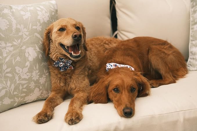 Elegant little tail Independence Dog Collar, Blue with Red Flower Dog Collars Holiday Dog Collar with Flower Pet Gift Adjustable Puppy Collar for X-Small Puppy