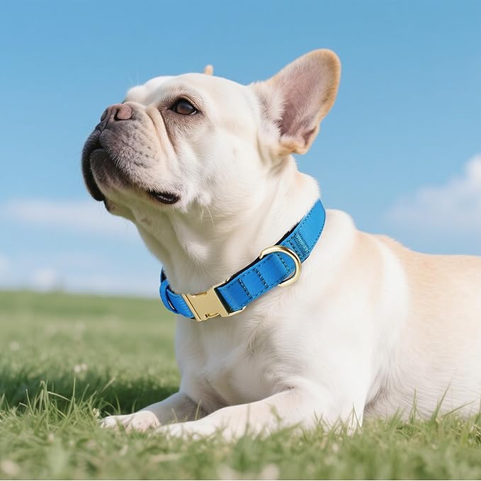 Didog Soft Padded Dog Collars for Medium Dogs, Waterproof and Durable Pet Collar with Quick Release Buckle, Light and Breathable for Daily Walking,Blue,M(Neck13-20)