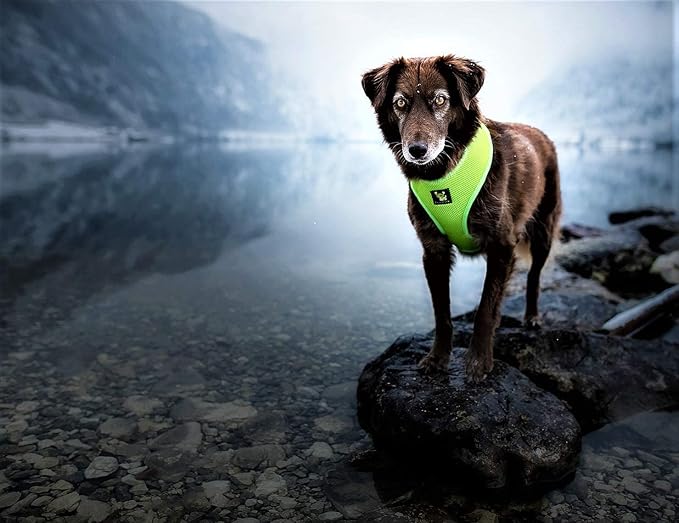 EcoBark Dog Harness - Luxurious Soft Mesh - Eco-Friendly Over The Head Vest Harness - No Pull & No Choke Design - Padded Breathable Body Halter - Large Puppies & Medium Breeds (Green, XL)