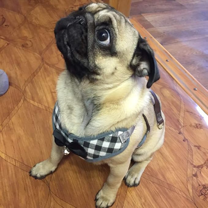 Rypet Small Dog Harness and Leash Set - No Pull Pet Harness with Soft Mesh Nylon Vest for Small Dogs and Cats Gray L