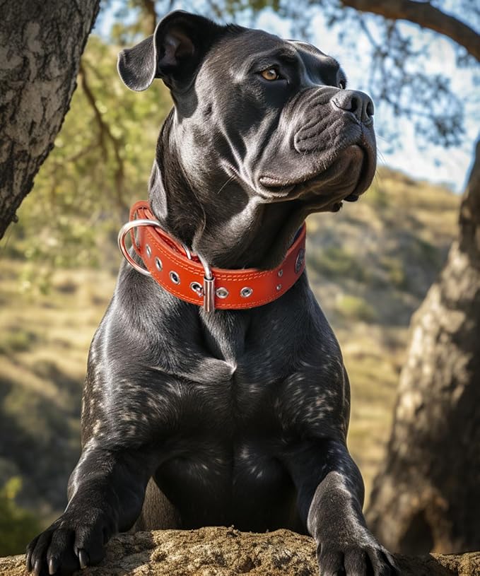 Leather Dog Collar, 2 inches Wide Heavy Duty Genuine Leather Collars, Handmade, Soft, and Luxury, Eye-catching Best Choice for Large and Medium Breed Dogs, Orange 19.5-23.5 inches