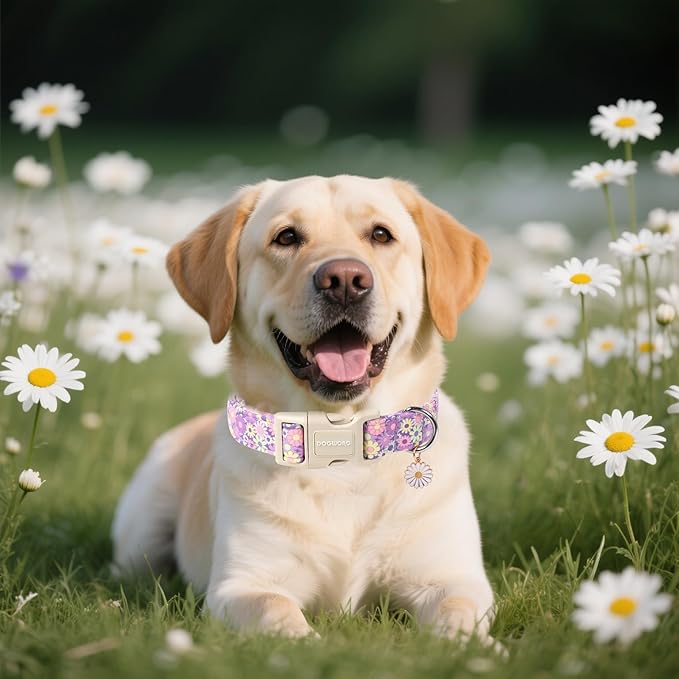 DOGWONG Flower Dog Collar, Girl Daisy Dog Collar Durable Ice Cream Pet Dog Collars Cute Summer Beach Puppy Necklace for Small Medium Large Dogs