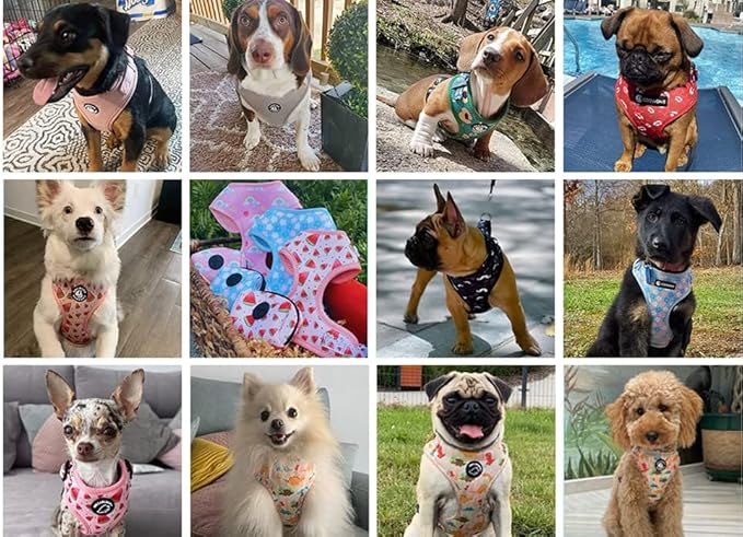 Dog Harness and Leash Set, Adjustable Dog Harness, Dog Leash, No Pull No Choke Puppy Harnesses for Walking Training for Small, Medium, Large Pet