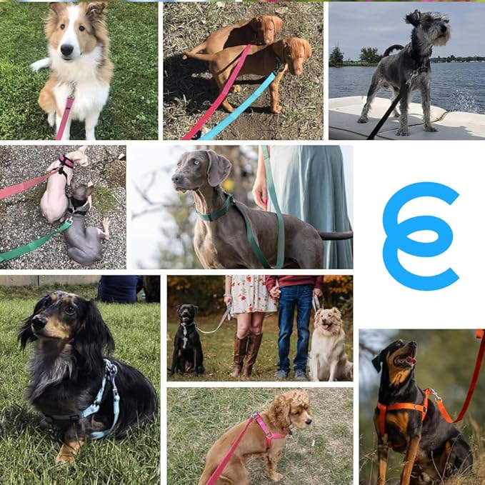 Blueberry Pet Essentials Durable Classic Dog Leash | Basic Nylon Dog Leash | 5ft. x 3/8" X-Small Dog Leash | Baby Pink Dog Leash | Standard Dog Leashes & Lightweight Dog Leash for Training