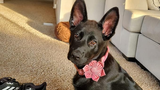 Elegant little tail Pink Girl Dog Collar for Female Dogs, Pet Collar Adjustable Dog Collars with Flower Gift for Large Dogs