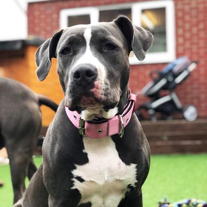 Heavy Duty Tactical Dog Collar - 1.5" Width Military Durable Thick Nylon with Adjustable Metal D Ring & Buckle Working Training K9 Collar for Medium Large Dogs (L(20"-23"), Pink)