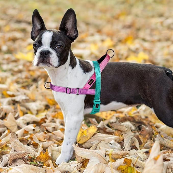 Didog No Pull Dog Harness with Soft Padded Handle, Quick Fit & Lightweight Adjustable Vest Harness, Easy for Training Walking for Small & Medium and Large Dogs(Dark Green,S)