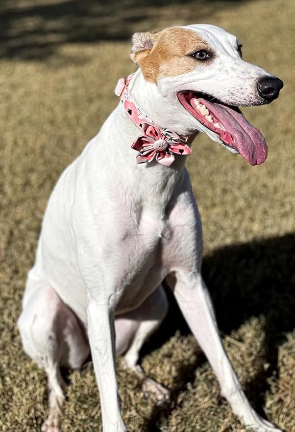 Elegant little tail Flower Girl Dog Collar for Female Dogs, Pet Collar Adjustable Dog Collars with Flower Gift for X-Large Dogs