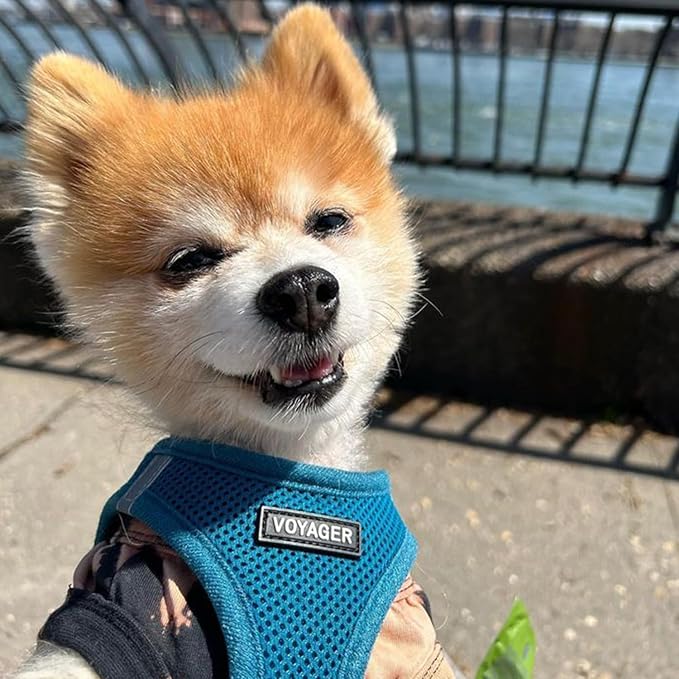 Voyager Step-in Air All Weather Mesh Harness and Reflective Dog 5 ft Leash Combo with Neoprene Handle, for Small, Medium and Large Breed Puppies by Best Pet Supplies - Set (Turquoise), M