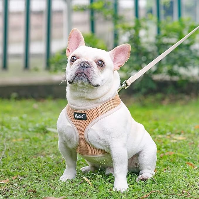 PUPTECK Soft Mesh Dog Harness and Leash Set Pet Puppy Cat Comfort Padded Vest No Pull Harnesses, Solid Beige, L