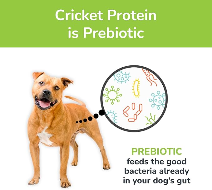 Jiminy's Chewy Cricket Dog Training Treats, Low Calorie, Hypoallergenic, 6oz, Sweet Potato & Pea (Pack of 1)