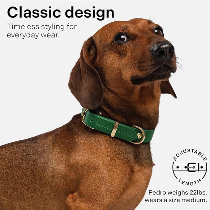 Scout Supply Classic Leather Dog Collar | Heavy Duty Thick Full Grain Leather | Waterproof & Rust-Proof Brass Hardware (Green, X Large)