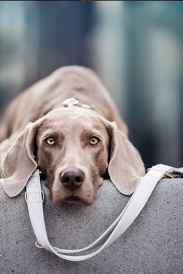 Soft Leather Dog Collar and Leash (6.6') Set - Stylish Rose Gold Heavy Duty Metal Buckle, 4 Adjustable Lengths Leash for Small Medium Large Dogs - Comfortable & Easy to Clean White M(13.8"-19.7")