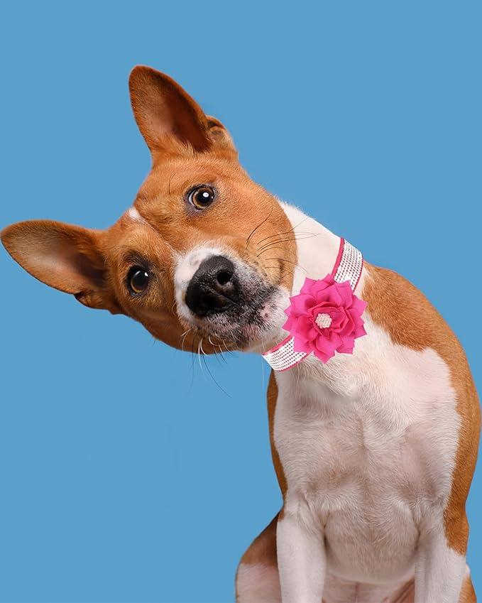 Dog Collar - Red Rhinestone for Small/Medium Dogs, Girls & Puppies - Summer/Spring Wedding Collar (Rose Red, XS)