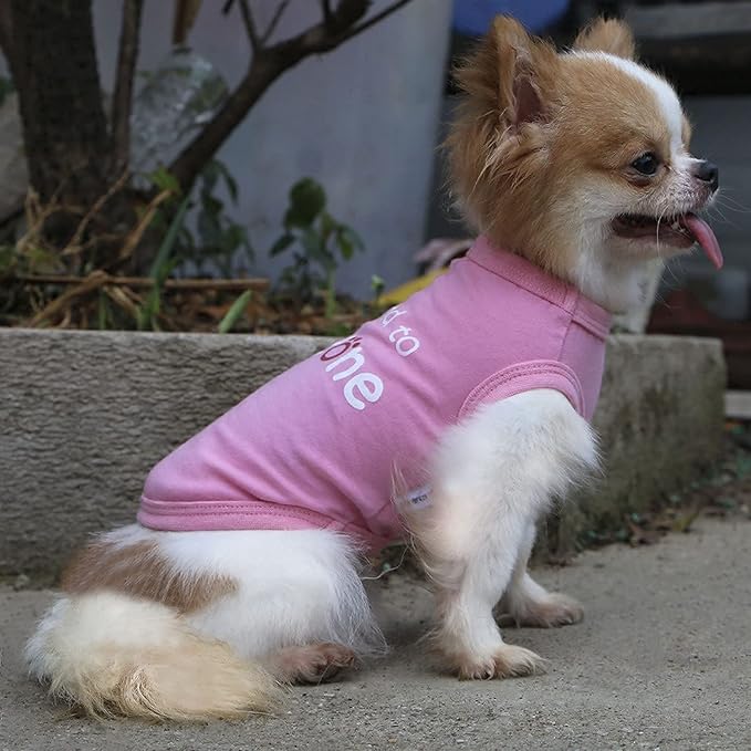 LOPHIPETS Dog I'm Kind to Everyone Letter Print Shirts for Small Dog Bichon Clothes Tee-Pink/XL