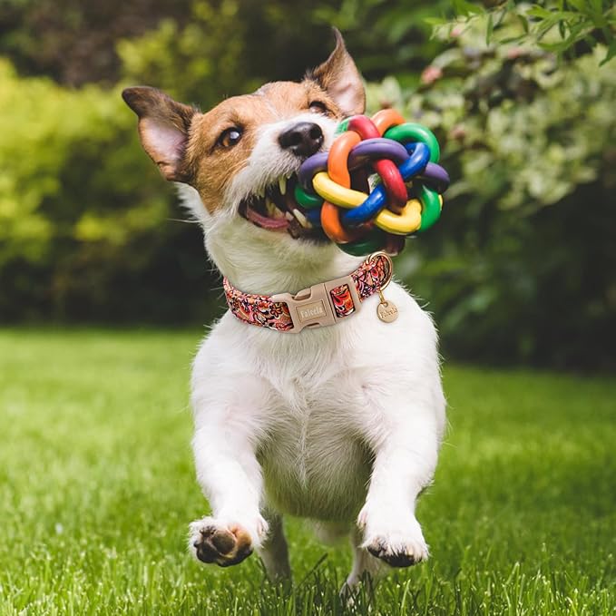 Faleela Dog Collar - Cute & Comfy Cotton Pet Collar, Adjustable Lightweight Design with Quick-Release Buckle, for Small, Medium & Large Dogs - Multiple Styles Available (Colorful Flowers, Small)
