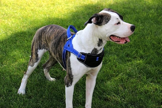 Max and Neo Passport Reflective Dog Harness - We Donate a Harness to a Dog Rescue for Every Harness Sold (X-Large, Blue)