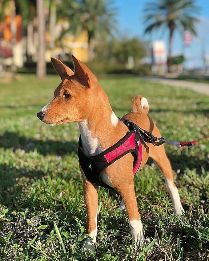 Gooby Escape Free Easy Fit Harness - Red, Small - No Pull Step-in Patented Small chest (16~19.25") Harness with Quick Release Buckle - Perfect On The Go No Pull Harness for Small Dogs or Medium Dog