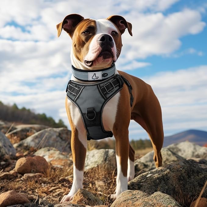 Joytale Dog Collar for Medium Dogs, Neoprene Padded and Adjustable, Reflective Wide Heavy Duty Pet Collars with Durable Metal Belt Buckle for Walking, Gray, M