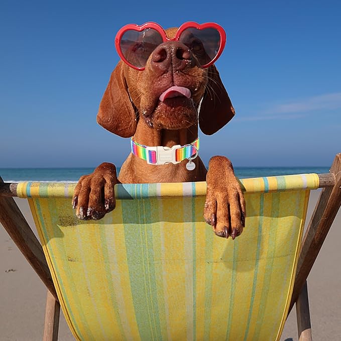 DOGWONG Cotton Dog Collar, Rainbow Dog Collar Durable Soft Natural Fabric Pet Dog Collar Cute LGBTQ Puppy Necklace for Small Medium Large Dog