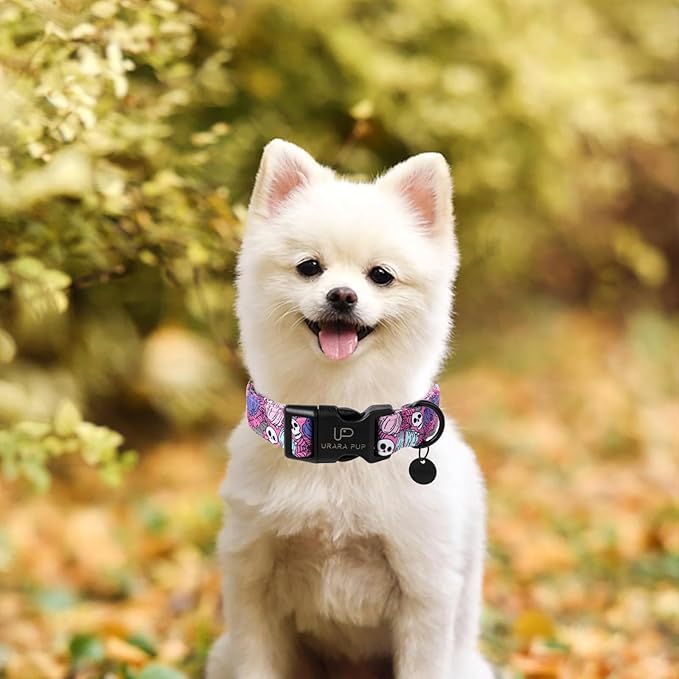Halloween Dog Collar, Autumn Cotton Collar for Puppy Girl Dog or Cat, Halloween Themed Collar with Pumpkin,Ghost,Bat Pattern, Adorable& Lightweight Pet Collar,M