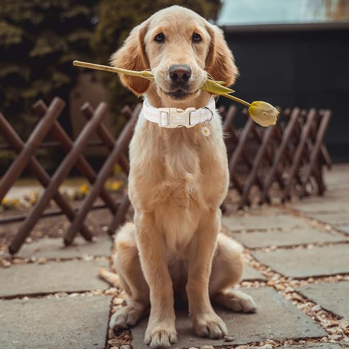 Cotton Dog Collar, Cute Orange Summer Puppy Collar with Plastic Buckle, Adjustable Soft Natural Fabric Pet Collar for Small Medium Large Dogs