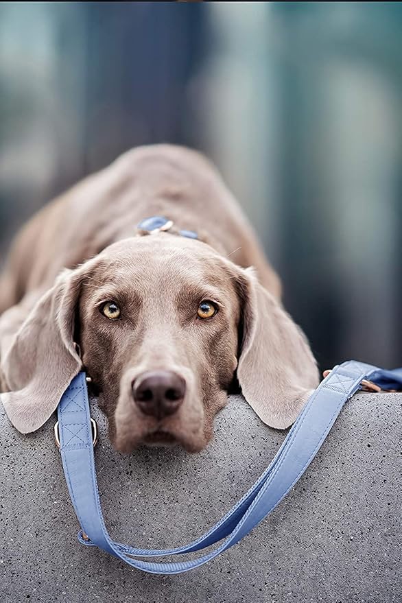 Soft Leather Dog Collar and Leash (6.6') Set - Stylish Rose Gold Heavy Duty Metal Buckle, 4 Adjustable Lengths Leash for Small Medium Large Dogs - Comfortable & Easy to Clean BluePurple M(13.8"-19.7")
