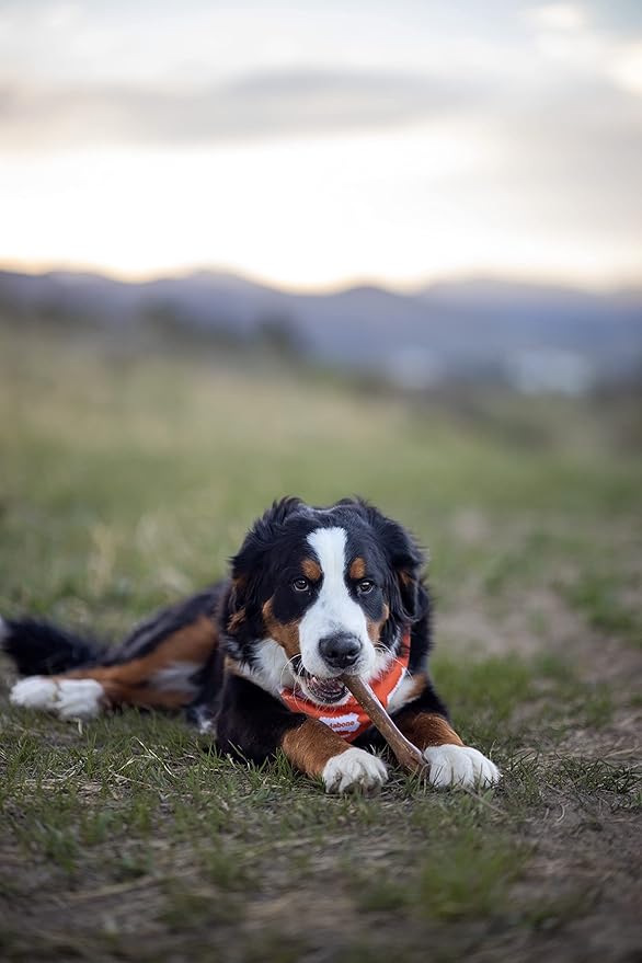 Nylabone Healthy Edibles Natural Dog Chews Long Lasting Roast Beef Flavor Treats for Dogs, X-Large/Souper (1 Count)