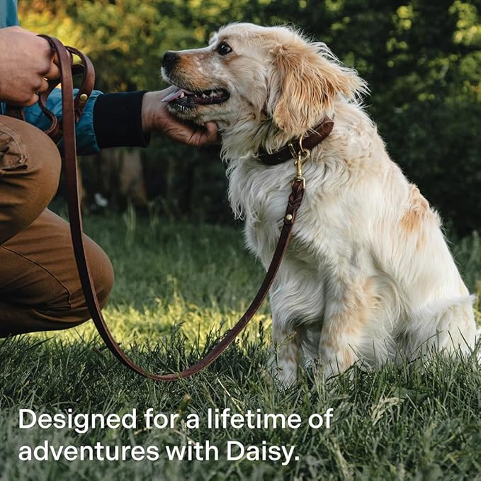 Scout Supply Classic Leather Dog Collar | Heavy Duty Thick Full Grain Leather | Waterproof & Rust-Proof Brass Hardware (Dark Brown, Small)