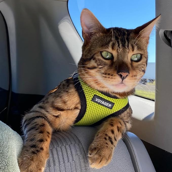 Voyager Step-in Air All Weather Mesh Harness and Reflective Dog 5 ft Leash Combo with Neoprene Handle, for Small, Medium and Large Breed Puppies by Best Pet Supplies - Lime/Black Trim, X-Large