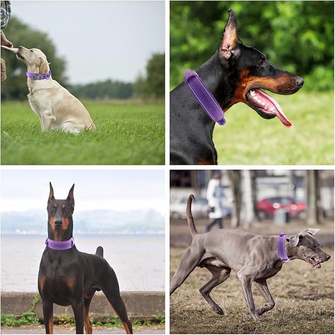 Tactical Dog Collar with Heavy Duty Metal Buckle and Control Handle for Medium Large Dogs Training(Purple, Medium)