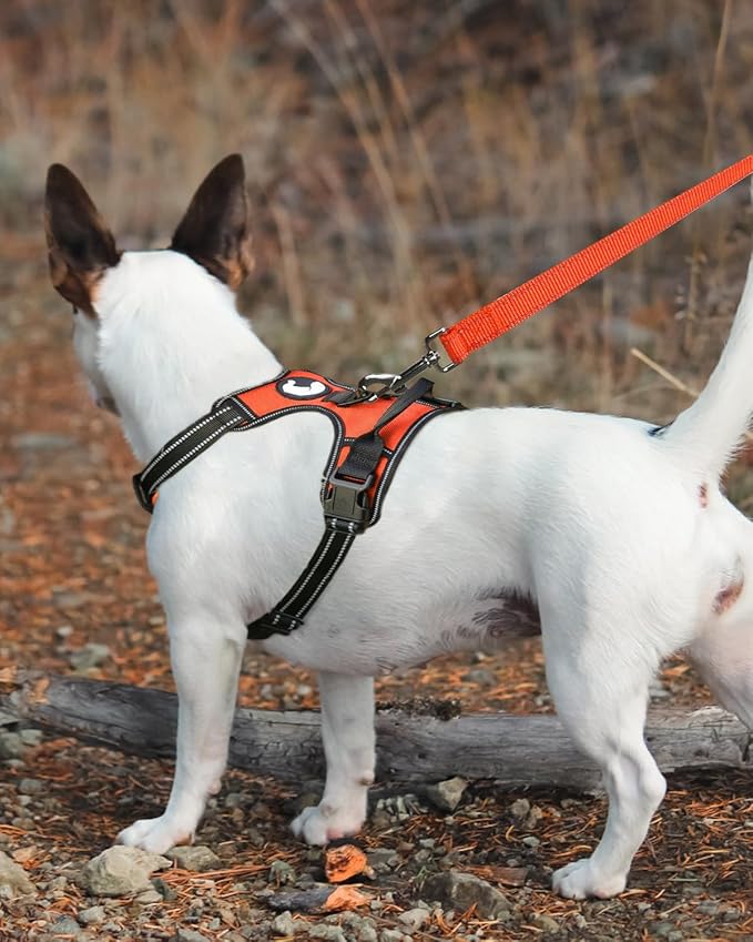 Joytale Double-Sided Reflective Dog Leash, 6 FT/5 FT/4 FT, Padded Handle Nylon Heavy Duty Leashes for Small & Medium Dogs Walking, Orange, 6FT