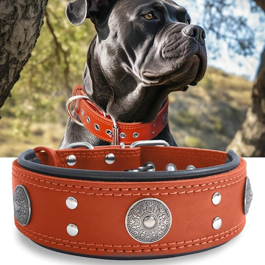 Leather Dog Collar, 2 inches Wide Heavy Duty Genuine Leather Collars, Handmade, Soft, and Luxury, Eye-catching Best Choice for Large and Medium Breed Dogs, Orange 19.5-23.5 inches