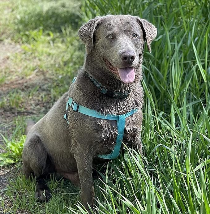 PUPTECK No Pull Dog Harness Soft Adjustable Basic Nylon Step in Puppy Vest Outdoor Walking with ID Tag SkyBlue