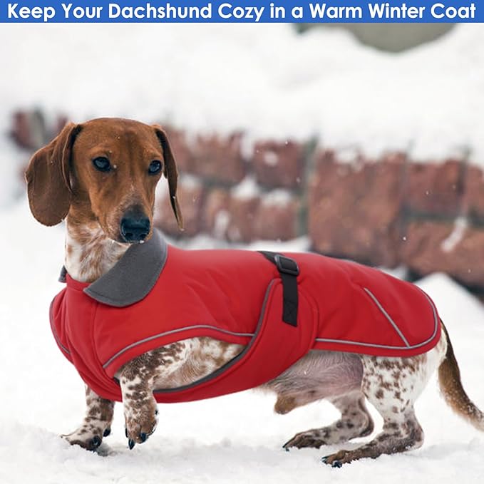 Dachshund Coat Warm Winter Dog Coat - Red, XLarge - Waterproof Dachshund Coat with Fleece Lining, Adjustable Buckle Closure Dachshund Clothes, Christmas Dachshund Snowsuit Harness Hole